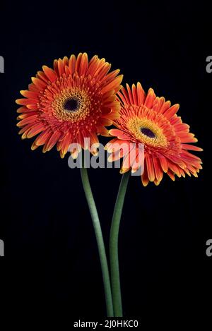 Fresh Daisy flower isolated on black background Stock Photo