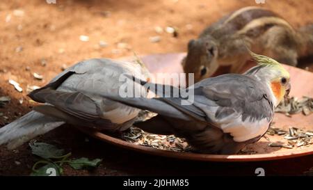 Cockatiel bird eats the food Stock Photo