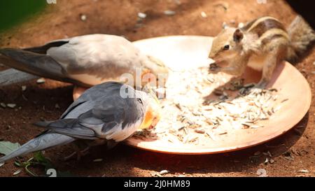 Cockatiel bird eats the food Stock Photo