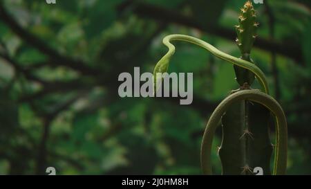 The sharp green snake (Ahaetulla). with blur background Stock Photo