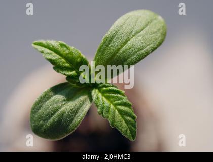 Cannabis sprout close up. Fresh young marijuana seedling. Growing plant on light background. Stock Photo