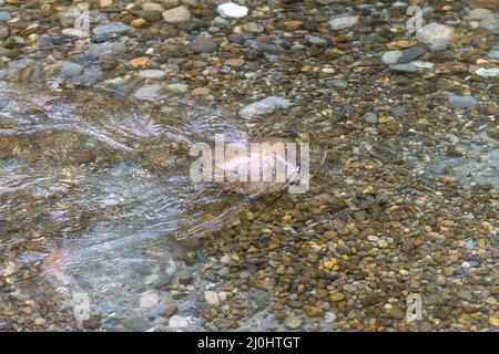 details of multicolored rocks under the surface Stock Photo
