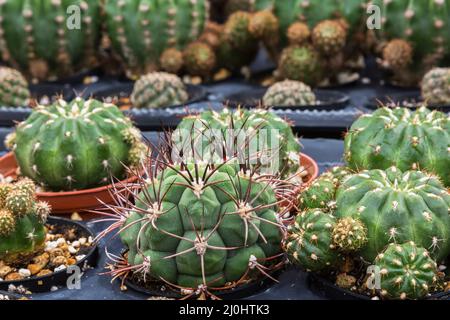 Gymnocalycium - Cacti growing in containers inside commercial greenhouse. Stock Photo