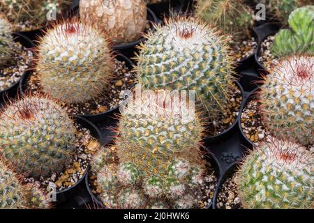 Sphere shaped cacti plants growing in containers inside commercial greenhouse. Stock Photo