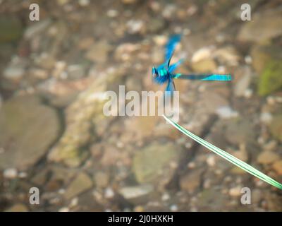 Blue damsel in motion blur at the start from grass Stock Photo