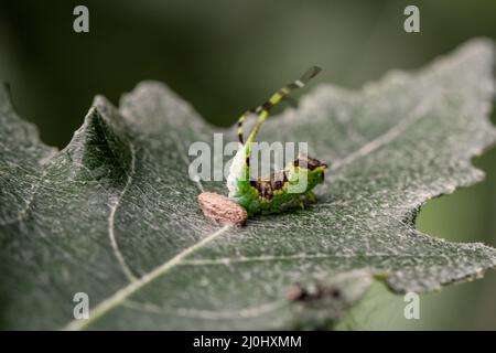 A green brown caterpillar with two antennae at the end on a leaf. Stock Photo