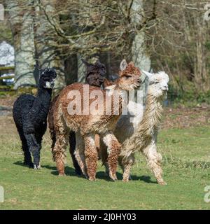 alpacas running in field Stock Photo