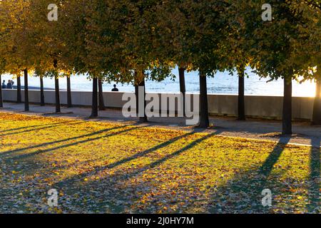 The sunset light illuminates the row of autumnal leaf color trees and lawn in Franklin D. Roosevelt Four Freedoms Park in Roosevelt Island on November Stock Photo
