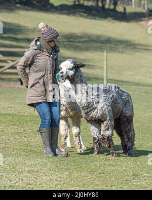 alpacas and their owner in a field Stock Photo