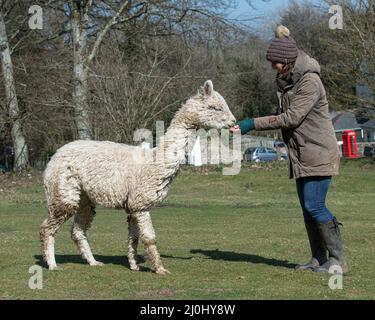 alpaca being fed by owner in a field Stock Photo