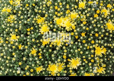 Yellow Autumn Chrysanthemum flowers. Stock Photo
