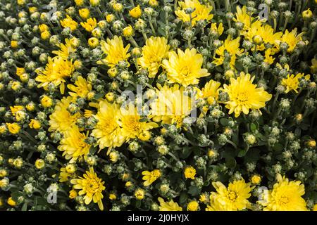 Yellow Autumn Chrysanthemum flowers. Stock Photo