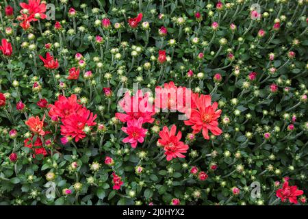 Red Autumn Chrysanthemum flowers. Stock Photo