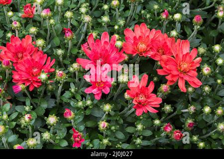 Red Autumn Chrysanthemum flowers. Stock Photo