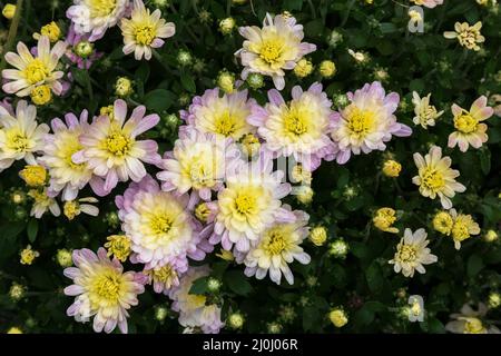 Pale pink and yellow Autumn Chrysanthemum flowers. Stock Photo