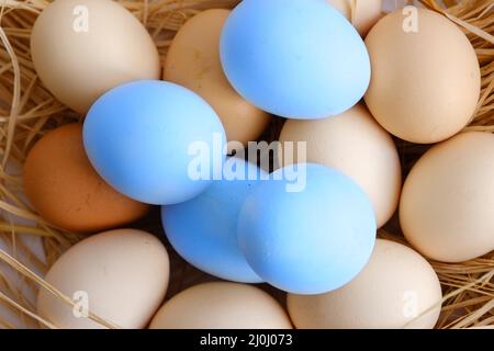 Brown and blue eggs stack together in straw nest. Overhead or top view, close up and macro shot of hard shelled eggs with wicker hay. Stock Photo
