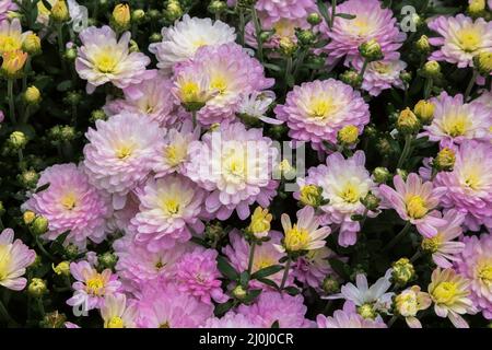 Deep pink and yellow Autumn Chrysanthemum flowers. Stock Photo