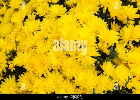 Yellow Autumn Chrysanthemum flowers. Stock Photo