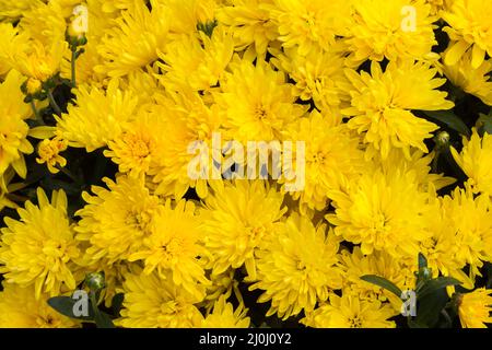 Yellow Autumn Chrysanthemum flowers. Stock Photo