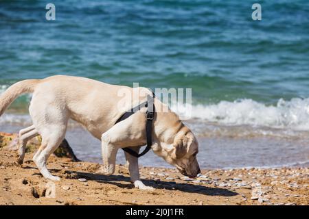 A white Labrador in a harness is looking for something in the sand on the beach Stock Photo