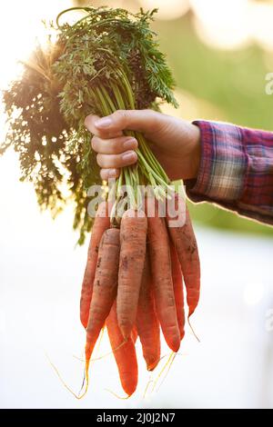 Your eyesight will thank us. Cropped shot of a woman holding a bunch of freshly picked carrots. Stock Photo