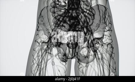 3D MRI Woman Body Scan Stock Photo