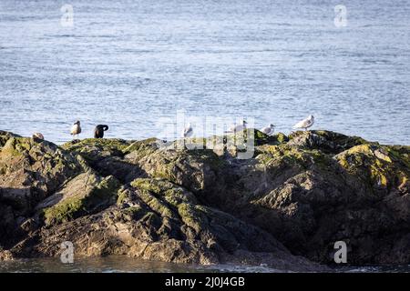 seagulls standing on rocky beach with ocean Stock Photo