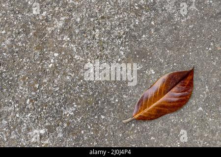 Brown leaf Stock Photo