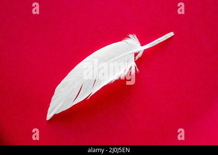 White feather on red background Stock Photo