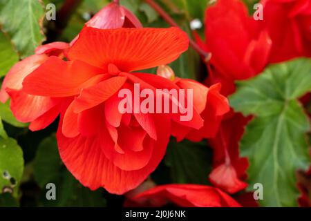 Red Begonia (Begonia evansiana andrews) growing in a garden in Berrynarbor Stock Photo
