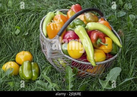 Bulgarian pepper fruits in a basket on the grass. Stock Photo
