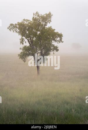 Lone tree in misty Summertime meadow. Peaceful English landscapes. Stock Photo