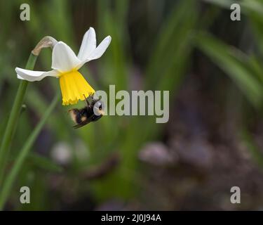 bee gathering pollen from an ice follies daffodils in flower in spring, UK Stock Photo