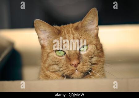 Close-up of cute ginger cat sitting in a cardboard box and looking to the camera. Stock Photo