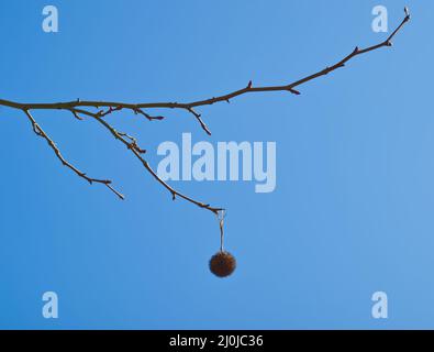 Solitary blue Christmas ornament hanging from tree branch Stock Photo ...