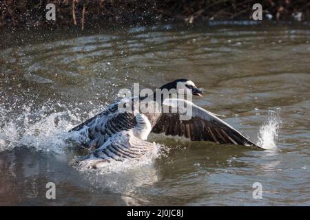 Barnacle Goose (Branta leucopsis) splashing about in the water Stock Photo