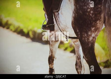 A beautiful dappled gray horse with a rider in the saddle is walking along the road on a sunny summer day. Side view. Horse riding. Equestrian sports. Stock Photo