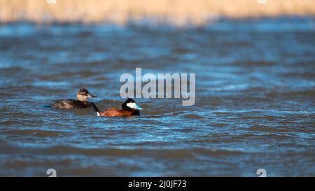 Male ruddy duck swimming in the lake - close up Ruddy duck Stock Photo