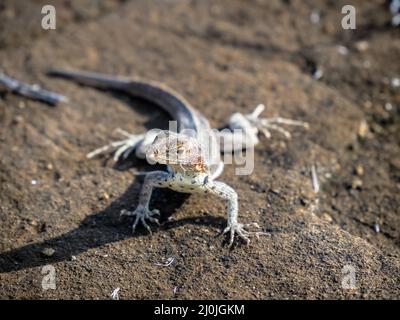 A close-up view of a male Galapagos lava lizard resting on sand and small pebbles on Isla Santiago, Galapagos Islands, Ecuador. Stock Photo