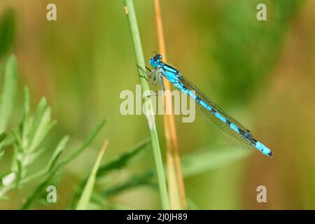 Enallagma cyathigerum (common blue damselfly ) Stock Photo