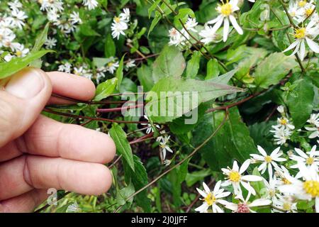 White wood aster (Eurybia divaricata, Syn.Aster divaricatus) Stock Photo