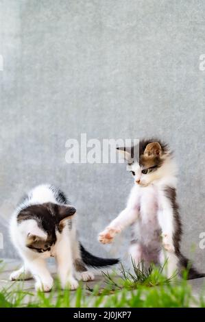 Two little kittens are playing Stock Photo