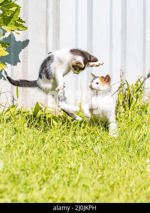 Two little kittens are playing Stock Photo