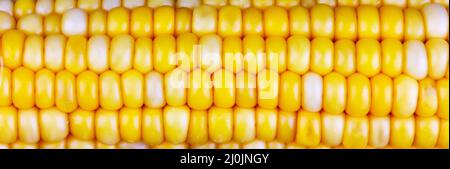 Horizontal banner with texture of boiled yellow corn grains Stock Photo