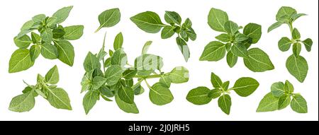 Greek basil leaves isolated on white background with clipping path Stock Photo