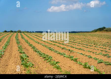 Cabbage cultivated fields in Bretagne in French countryside. View of a green cabbage patch field in Brittany, France. White cabb Stock Photo