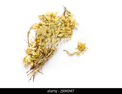 Edelweiss flower isolated on white background Stock Photo