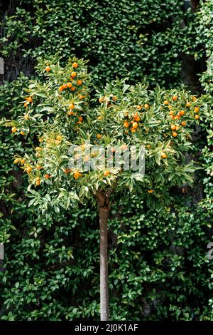 Kumquat or fortunella tree with ripe orange fruits on branches in the garden. Stock Photo
