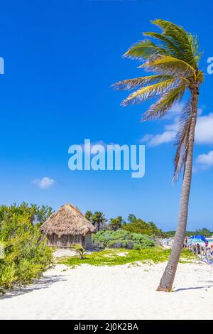 Tropical natural beach 88 palm tree Playa del Carmen Mexico. Stock Photo