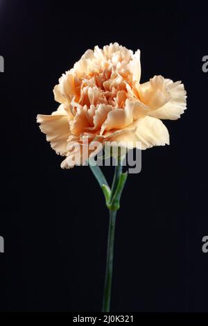 Vibrant crinkly orange Carnation against a black background Stock Photo